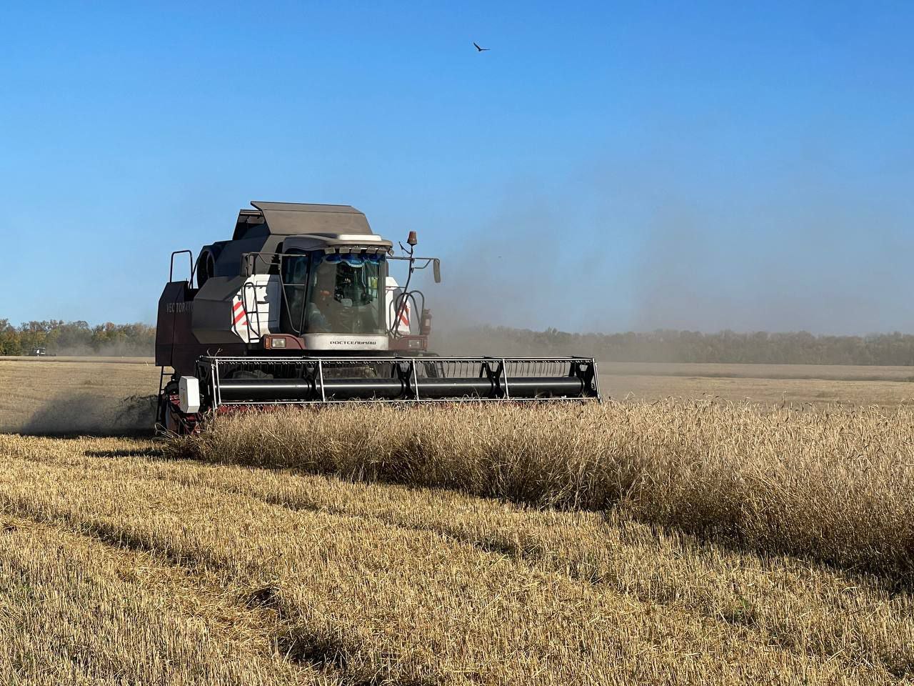 В Петровском районе собрали больше 100 тысяч тонн зерна